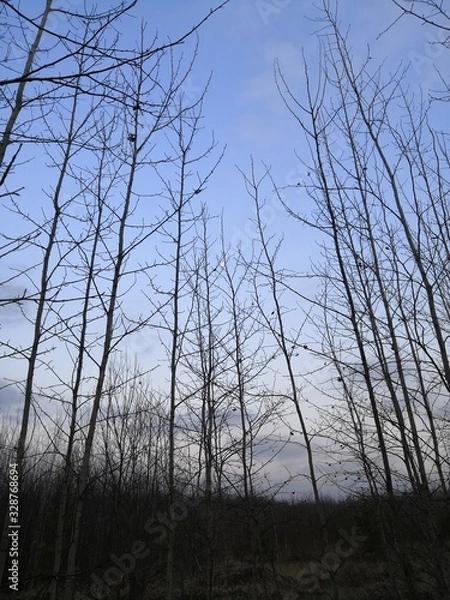 Obraz sunset in forest