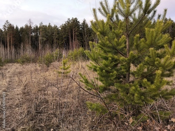 Obraz trees in forest