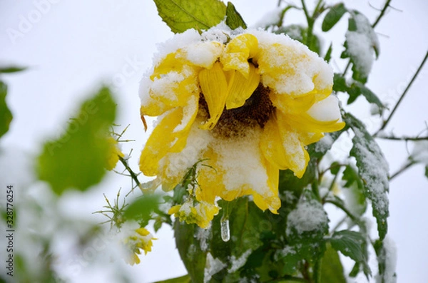 Fototapeta Eine Sonnenblume mit Schnee darauf im Salzkammergut - A sunflower with snow on it in autumn in the Salzkammergut