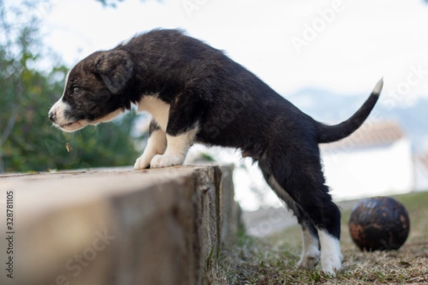 Obraz  Puppy dog ​​trying to climb a step