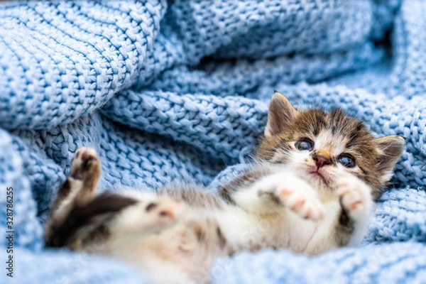 Fototapeta Cute kitten laying on blue blanket, with blue eyes wide open looking at the camera. Close up.