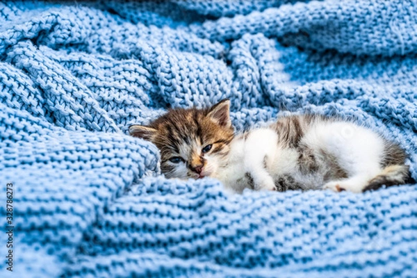 Fototapeta Cute kitten laying on blue blanket, with blue eyes wide open looking at the camera. Close up.