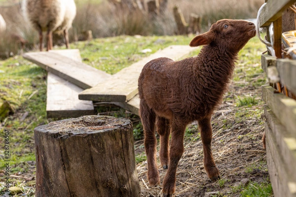 Fototapeta Lamm eines Coburger Fuchsschafs
