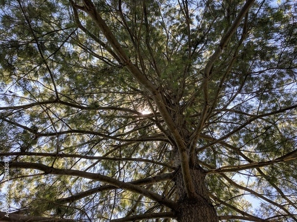 Fototapeta Pine Tree Branches