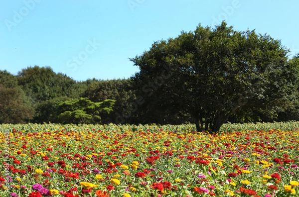 Fototapeta ジニアの花園