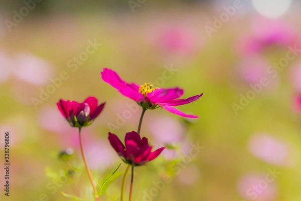 Fototapeta 花 マクロ