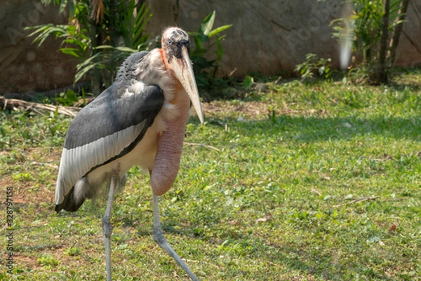 Fototapeta Greater Adjutant (Leptoptilos dubius), closeup with a long stomach.