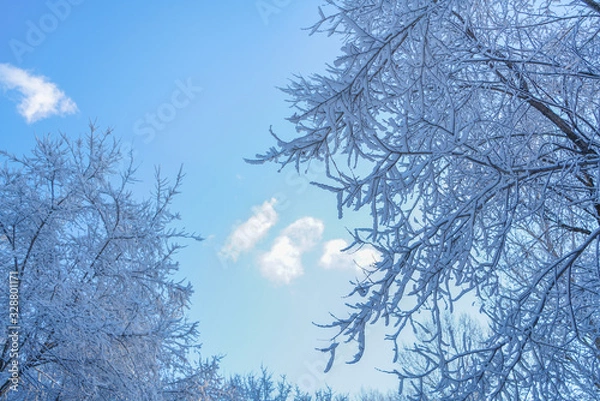 Fototapeta The sky and branches after the snow