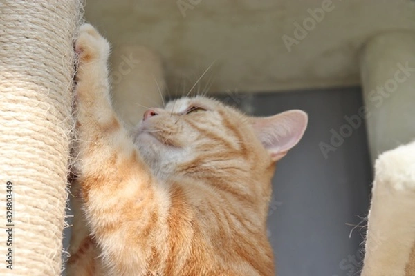 Obraz 爪とぎ大好き猫アメリカンショートヘアー