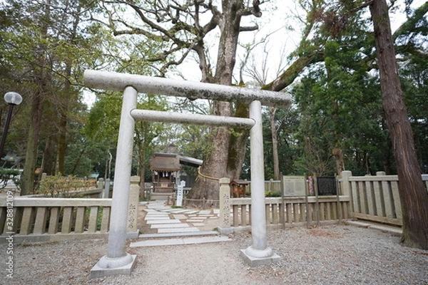 Obraz 御神木の前の鳥居