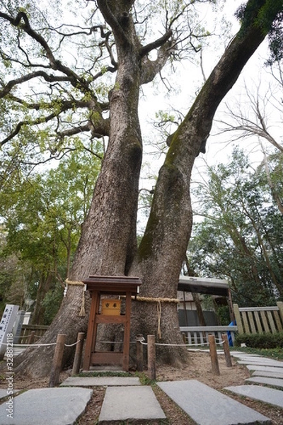 Obraz いざなぎの御神木