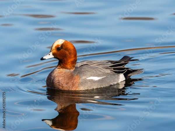 Fototapeta ヒドリガモ雄(Eurasian Wigeon)