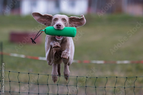 Fototapeta Weimaraner Dummyarbeit Jagdhund