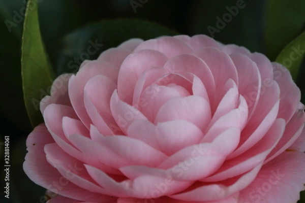 Fototapeta 乙女椿＃２