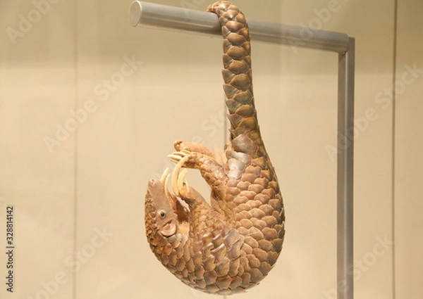 Obraz Pangolin
