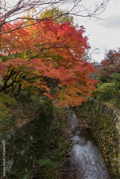 Fototapeta 鎌倉 紅葉