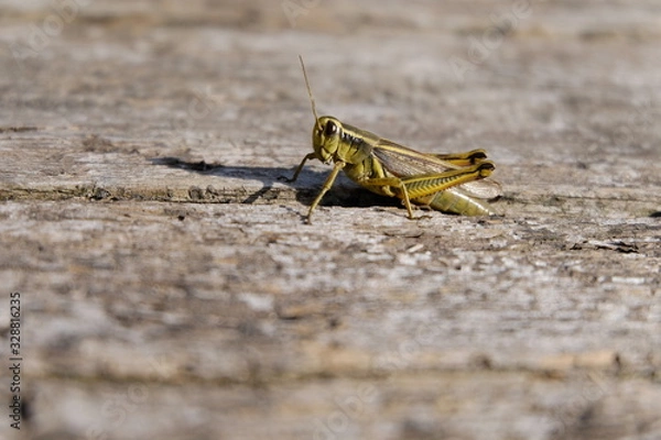 Obraz Grasshopper