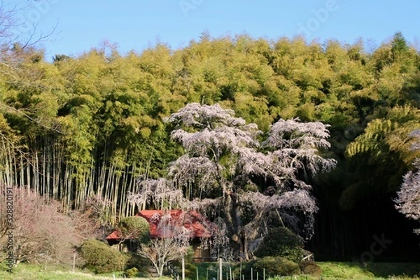Fototapeta 雪村桜（福島県・郡山市）