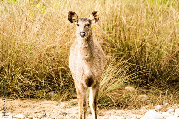 Obraz deer fawn
