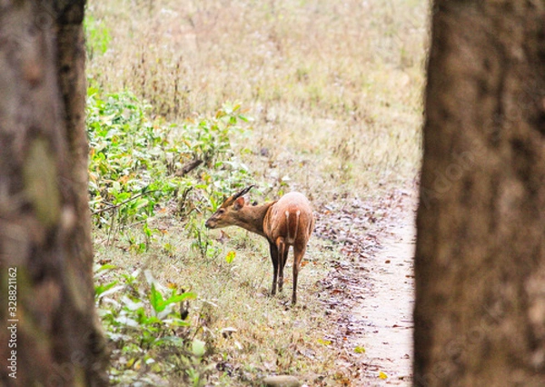 Obraz deer in the forest