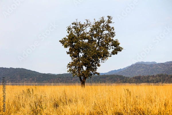 Fototapeta tree in the field