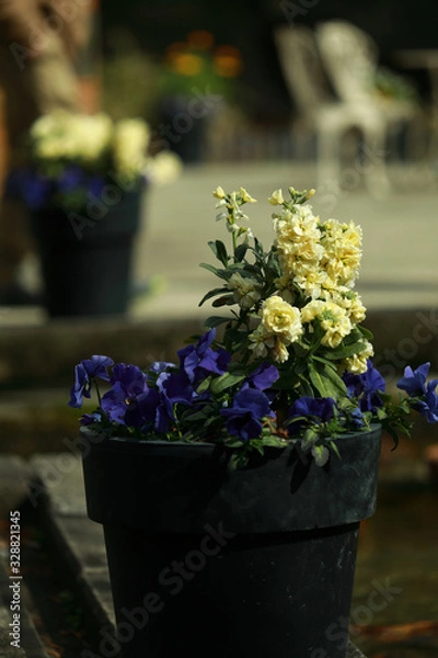 Obraz 悲しげな花