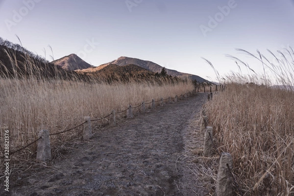 Fototapeta ススキ野原