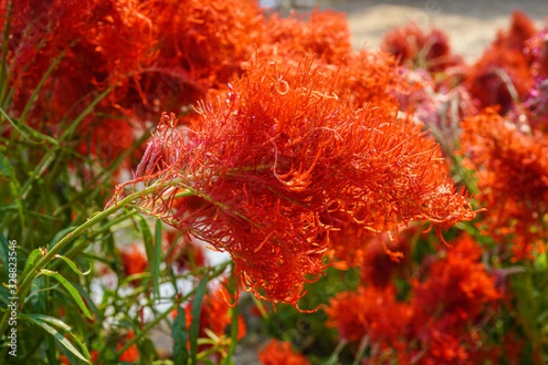 Fototapeta red tall celosia flower field 