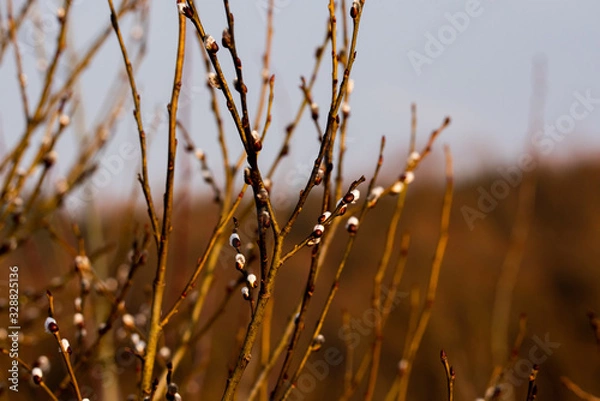 Obraz Kidneys bloom in spring in trees