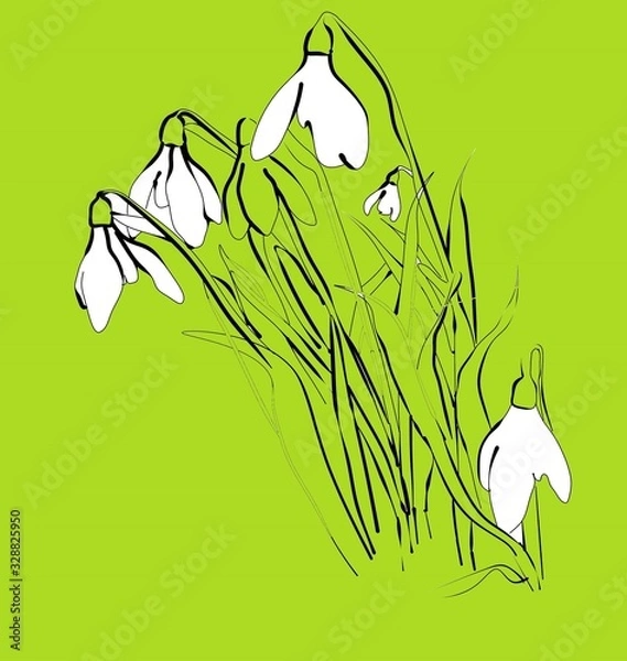 Fototapeta lily of the valley