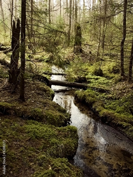 Fototapeta wildnest forest