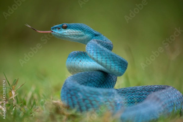 Fototapeta snake