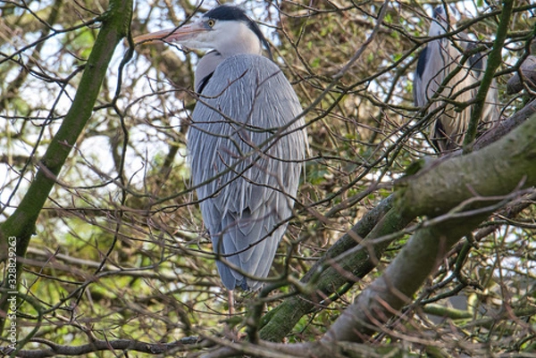 Obraz Two herons in the tree