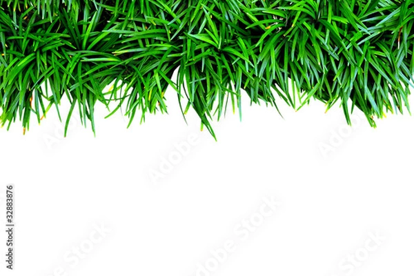 Obraz Isolated green grass on white background