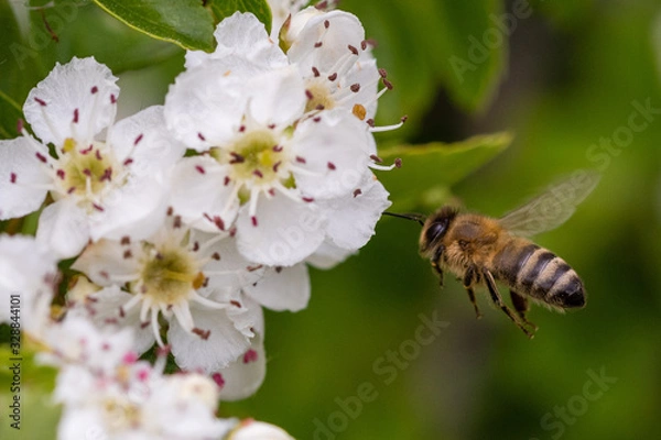 Fototapeta Small bee that flies towards a white fruit blossom and wants to collect honey. 