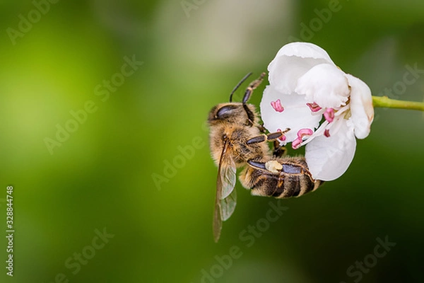 Fototapeta Close-up of a heavily loaded bee on a white flower on a sunny meadow