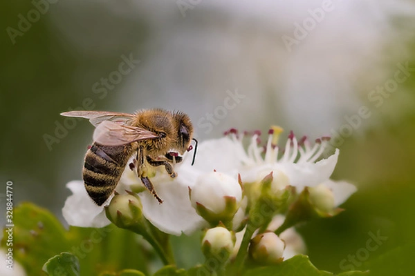 Fototapeta Close-up of a heavily loaded bee on a white flower on a sunny meadow