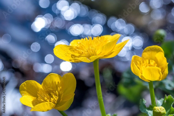 Fototapeta Three yellow blossoms against the sparkling background of a small stream. 
