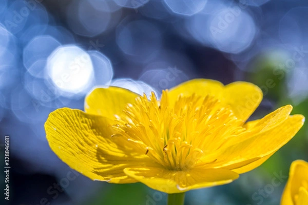 Fototapeta Yellow blossom against the sparkling background of a small stream. 