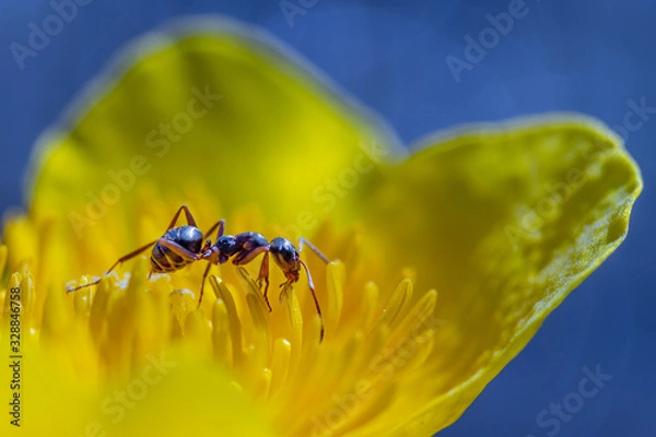 Fototapeta Small ant in a yellow blossom against the sparkling background of a small stream. 