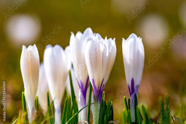 Fototapeta A group of white crocuses on a mountain meadow.