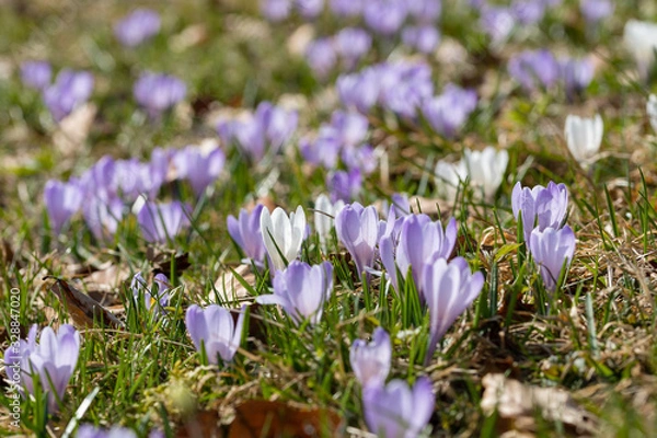Fototapeta A meadow full of white and purple crocuses on a mountain