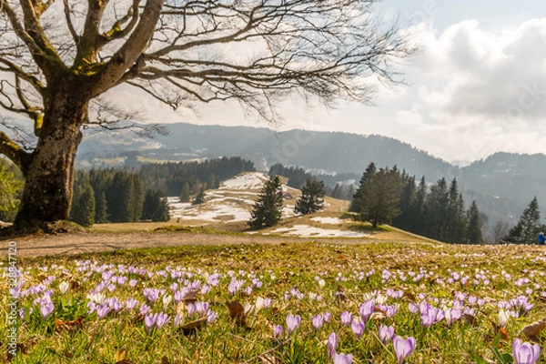 Fototapeta A mountain meadow full of white and purple crocuses with snowy mountains in the background and a tree on the side.