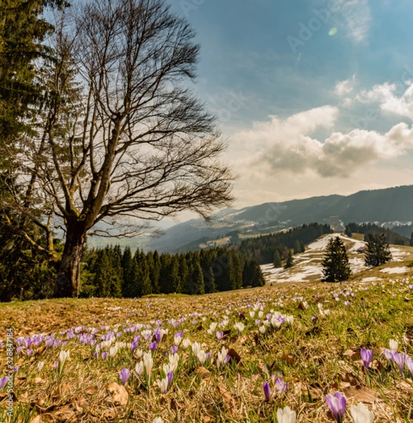 Fototapeta A mountain meadow full of white and purple crocuses with snowy mountains in the background and a tree on the side.