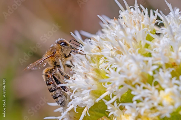 Fototapeta Small bee on a fluffy large flower collecting honey. 