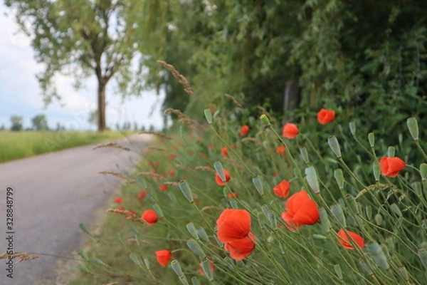 Fototapeta Mohn Klatschmohn am Wegesrand