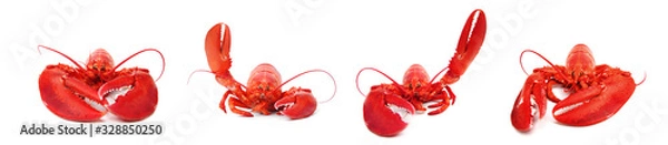 Fototapeta hello lobster set