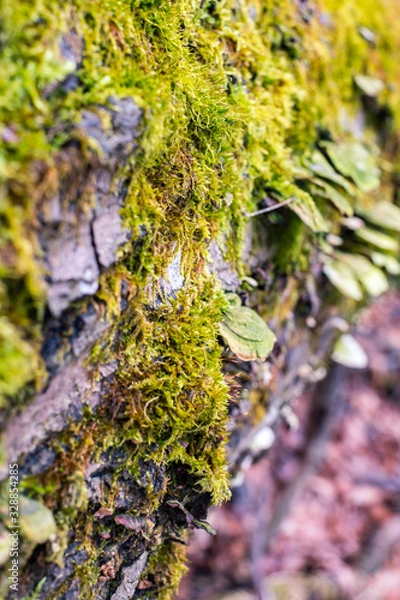 Fototapeta Mushrooms, lichen and moss on dried tree