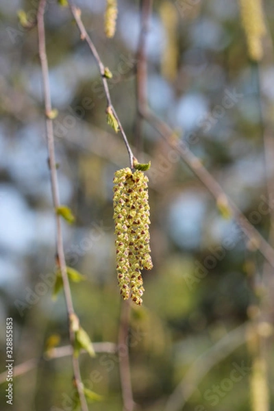 Fototapeta birch catkins, spring birch, background