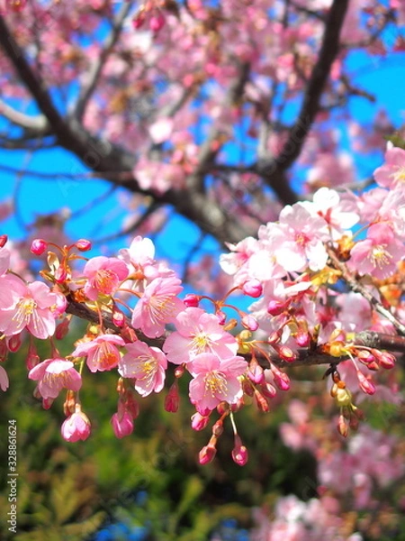Fototapeta 青空と満開の河津桜